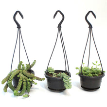 Load image into Gallery viewer, 4in Succulent Hanging Basket, Assorted
