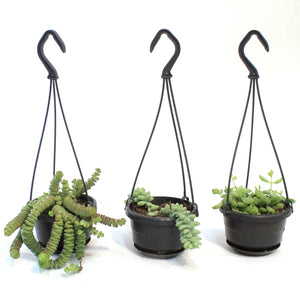 4in Succulent Hanging Basket, Assorted