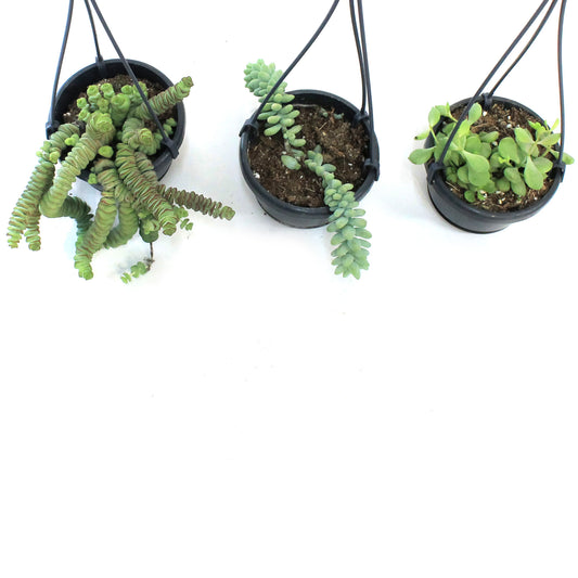 4in Succulent Hanging Basket, Assorted
