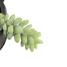 Load image into Gallery viewer, 4in Succulent Hanging Basket, Assorted
