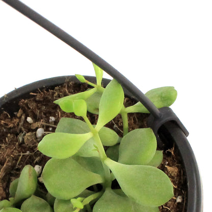 4in Succulent Hanging Basket, Assorted
