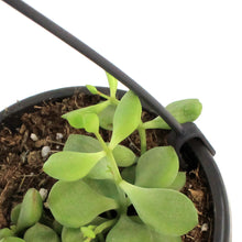 Load image into Gallery viewer, 4in Succulent Hanging Basket, Assorted
