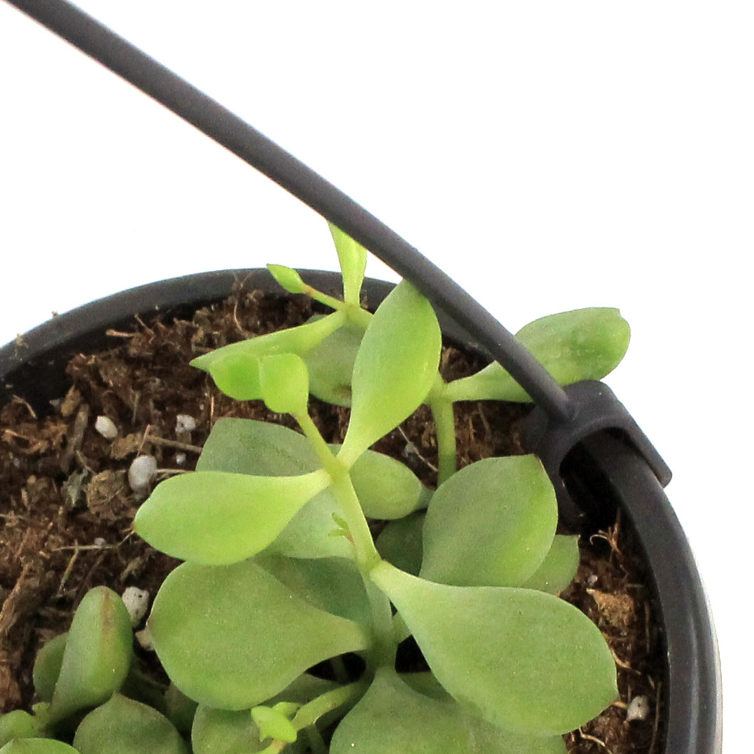 4in Succulent Hanging Basket, Assorted