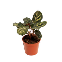 Load image into Gallery viewer, Calathea, 2.5in, Makoyana
