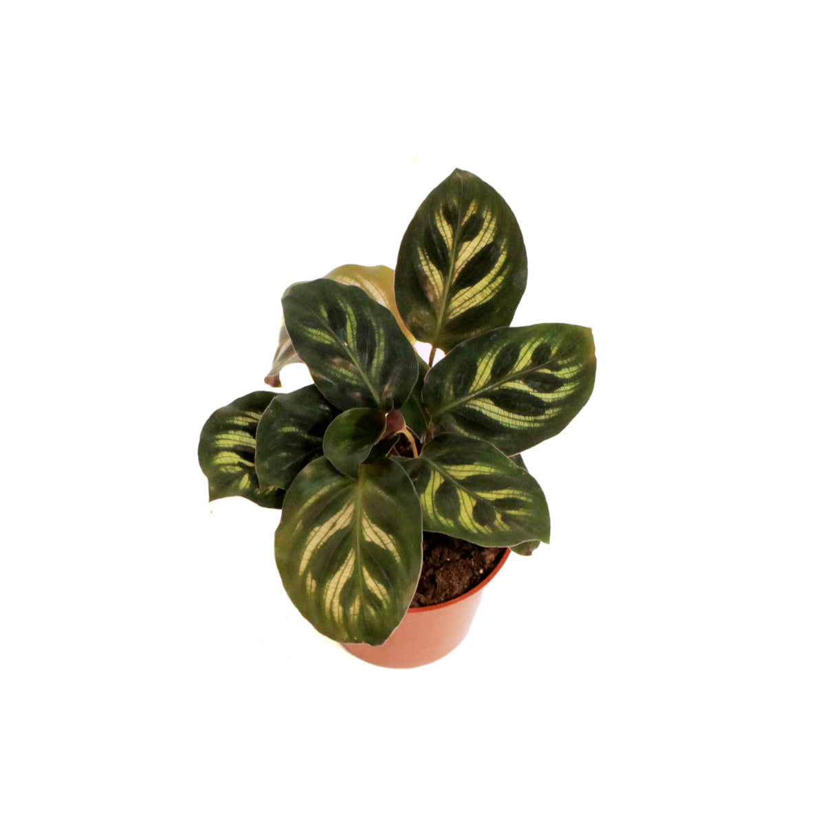 Calathea, 2.5in, Makoyana