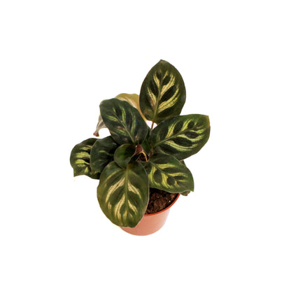 Calathea, 2.5in, Makoyana