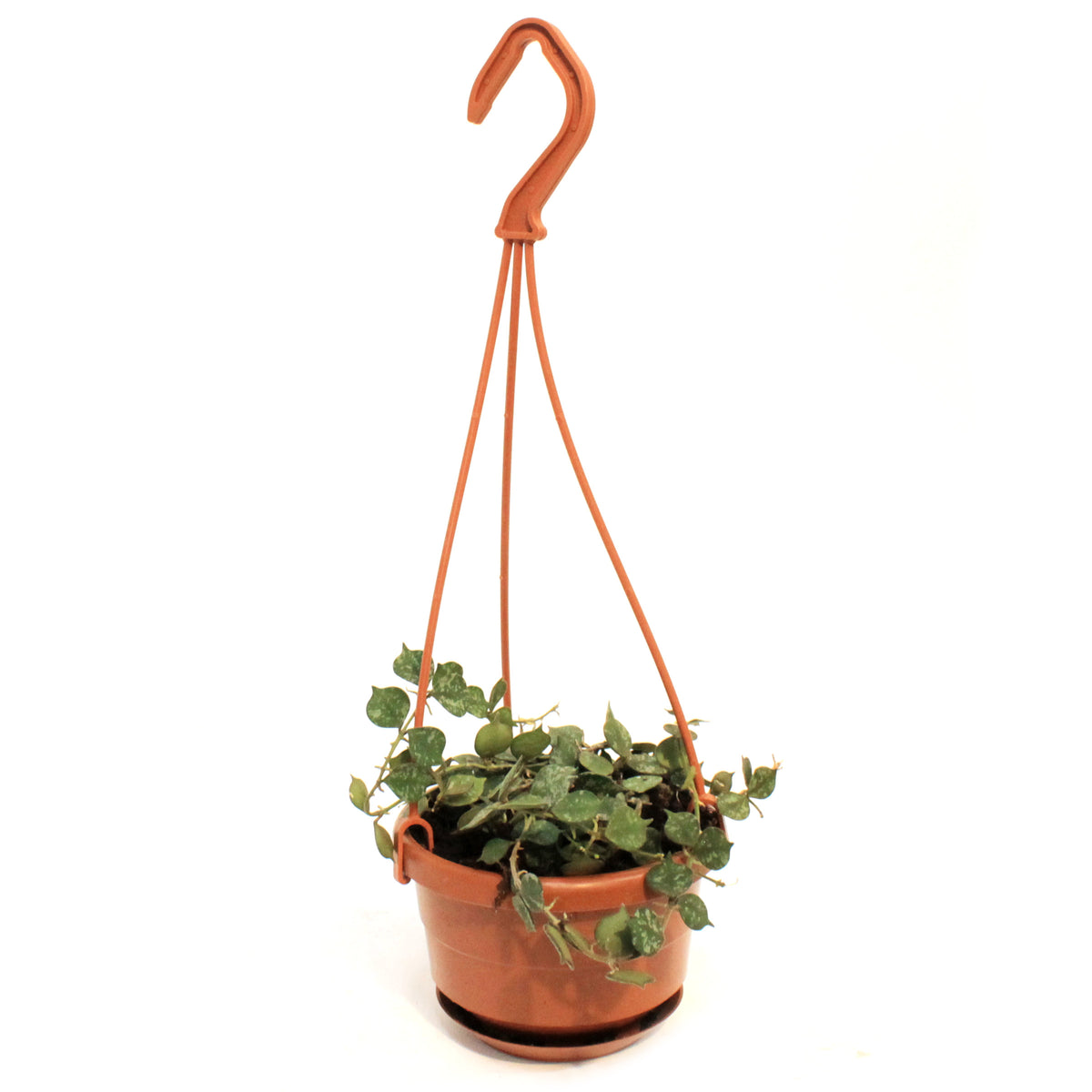 Hoya, 4in, Curtisii, Hanging Basket