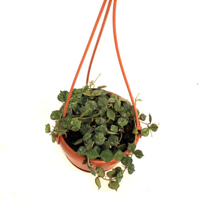 Hoya, 4in, Curtisii, Hanging Basket