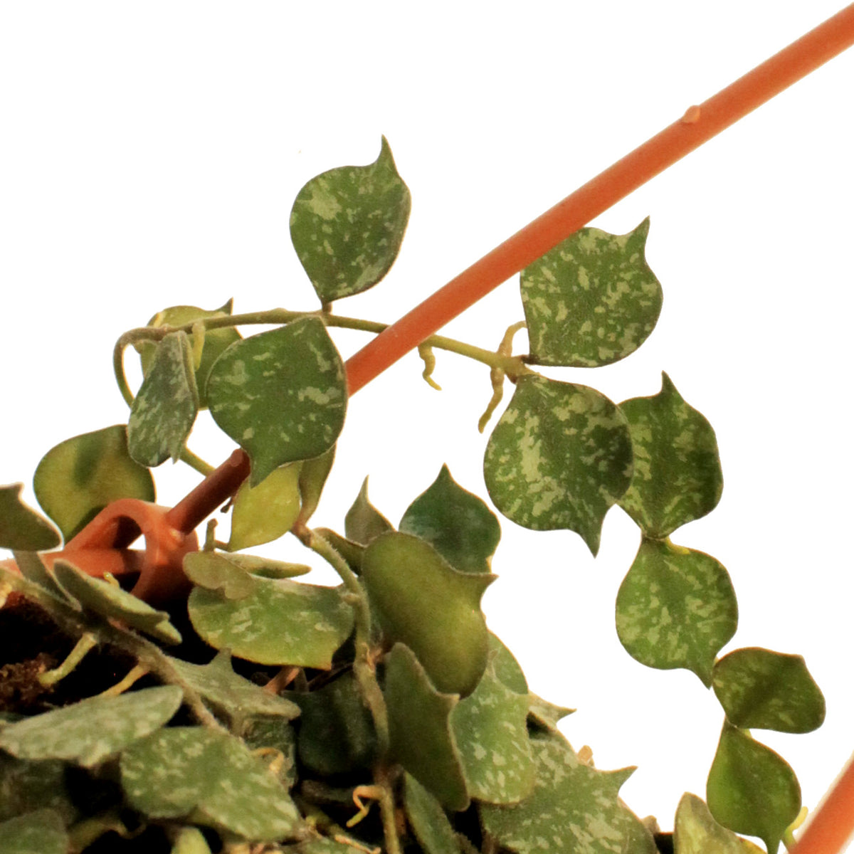 Hoya, 4in, Curtisii, Hanging Basket