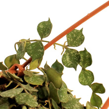 Load image into Gallery viewer, Hoya, 4in, Curtisii, Hanging Basket
