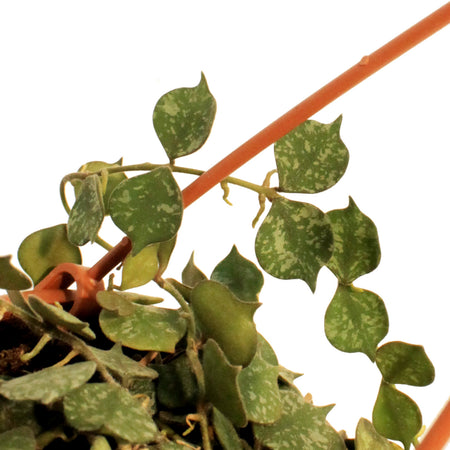 Hoya, 4in, Curtisii, Hanging Basket