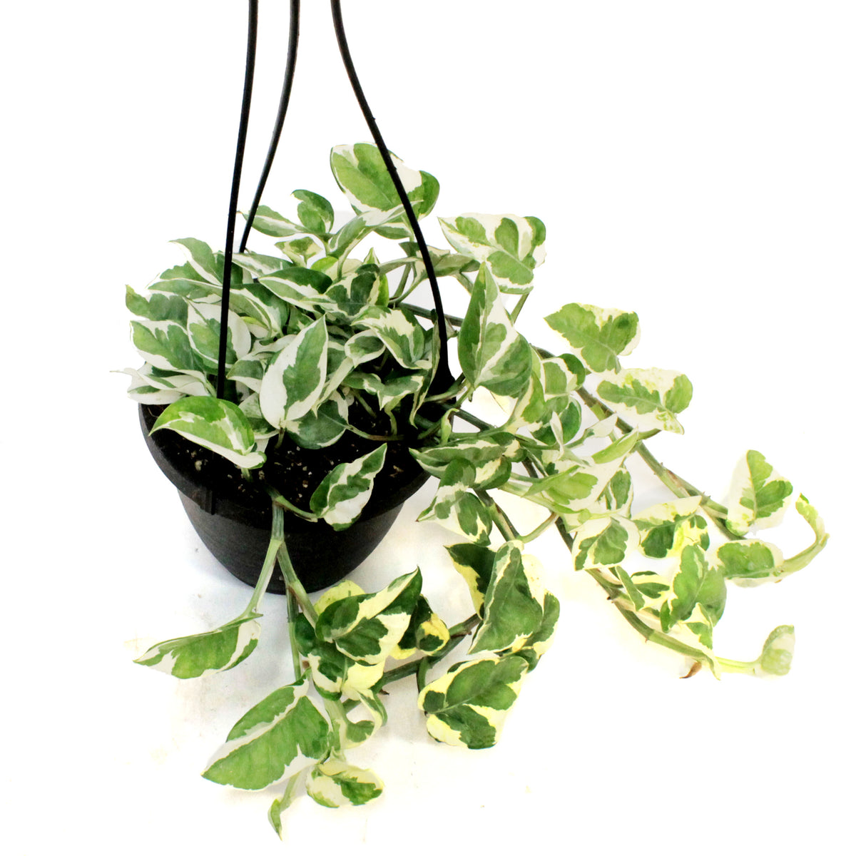 Pothos, 6.5in HB, Pearls & Jade