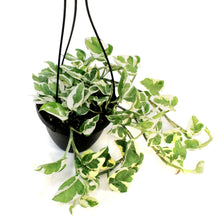 Load image into Gallery viewer, Pothos, 6.5in HB, Pearls &amp; Jade

