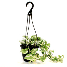 Load image into Gallery viewer, Pothos, 6.5in HB, Pearls &amp; Jade
