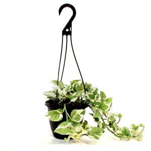 Pothos, 6.5in HB, Pearls & Jade