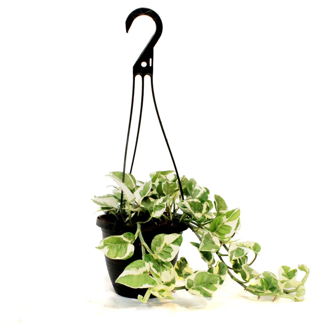 Pothos, 6.5in HB, Pearls & Jade
