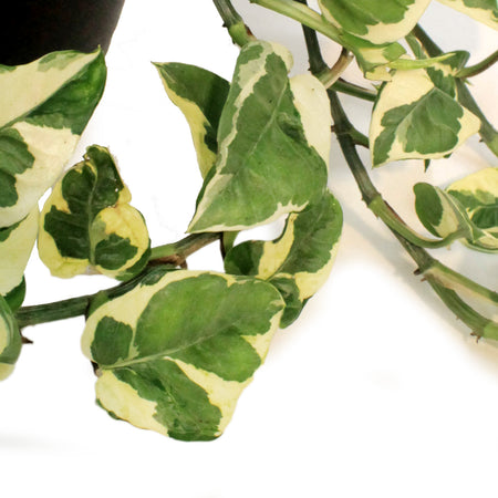 Pothos, 6.5in HB, Pearls & Jade