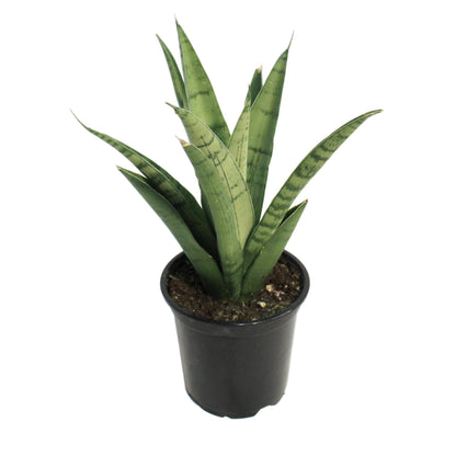 Sansevieria 4in, Tough Lady