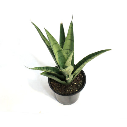 Sansevieria 4in, Tough Lady