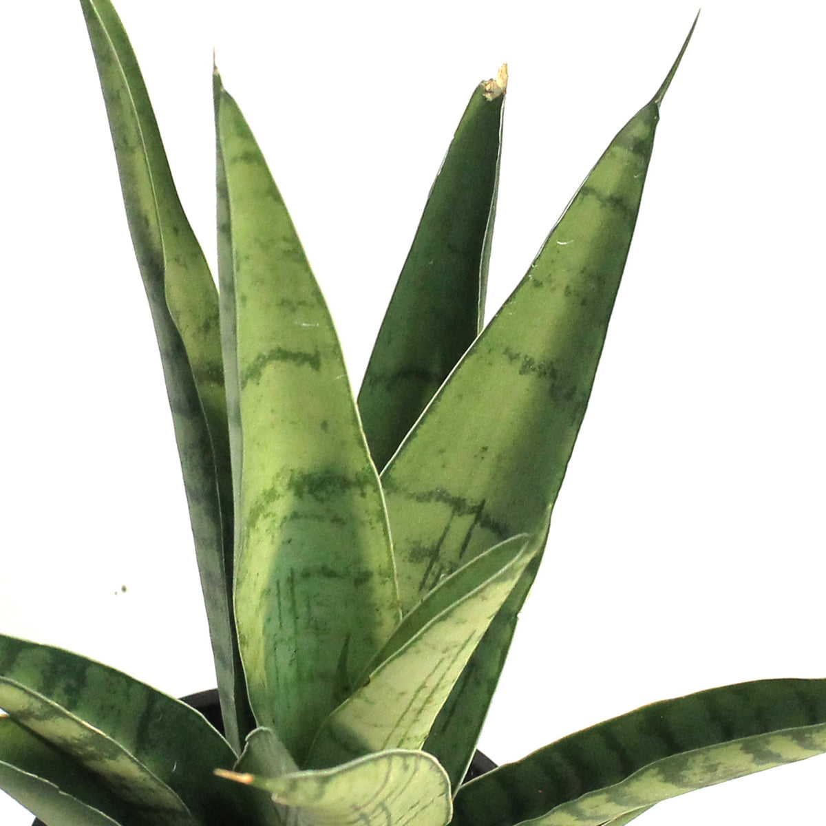 Sansevieria 4in, Tough Lady