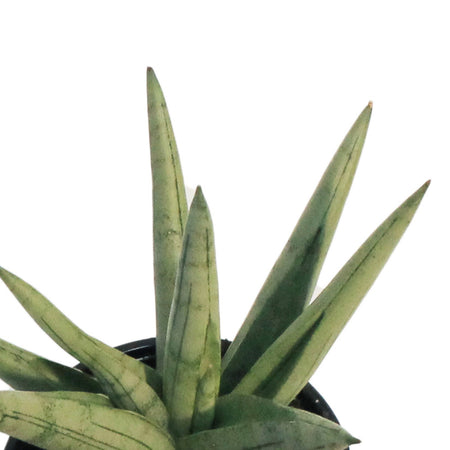 Sansevieria, 4in, Silver Crown