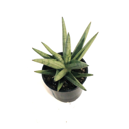 Sansevieria, 4in, Silver Crown