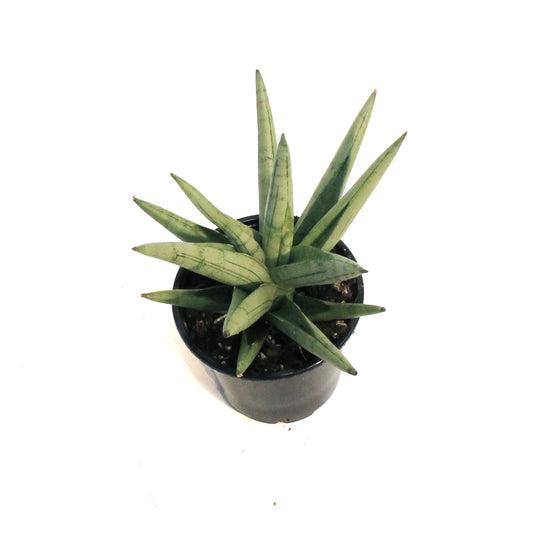 Sansevieria, 4in, Silver Crown