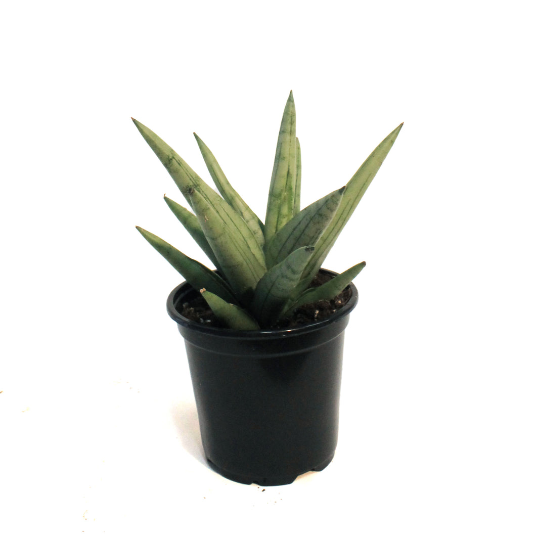 Sansevieria, 4in, Silver Crown