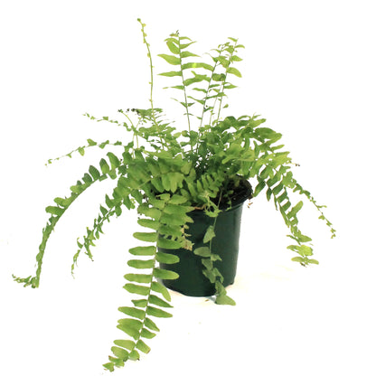 Fern, 3.5in, Boston