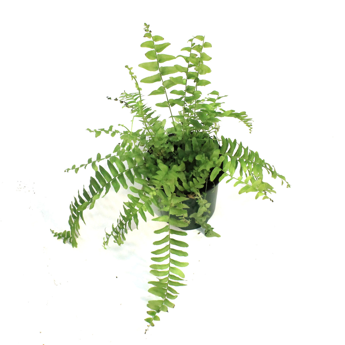 Fern, 3.5in, Boston