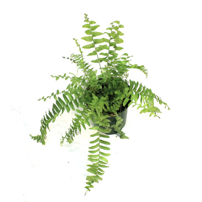 Fern, 3.5in, Boston