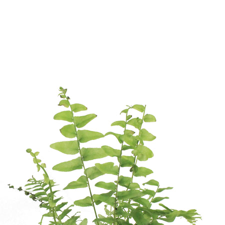 Fern, 3.5in, Boston