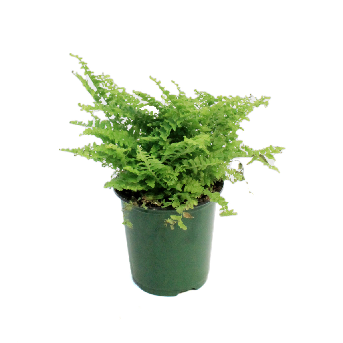 Fern, 3.5in, Fluffy Ruffle
