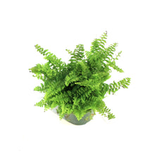 Load image into Gallery viewer, Fern, 3.5in, Fluffy Ruffle
