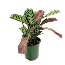 Load image into Gallery viewer, Calathea, 3.5in, Burle Maxii
