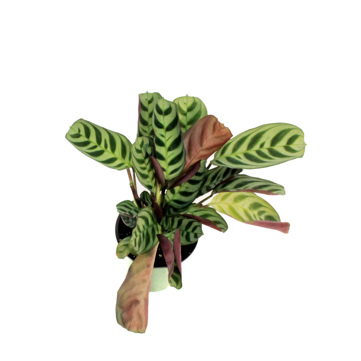 Calathea, 3.5in, Burle Maxii