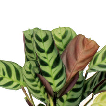 Load image into Gallery viewer, Calathea, 3.5in, Burle Maxii
