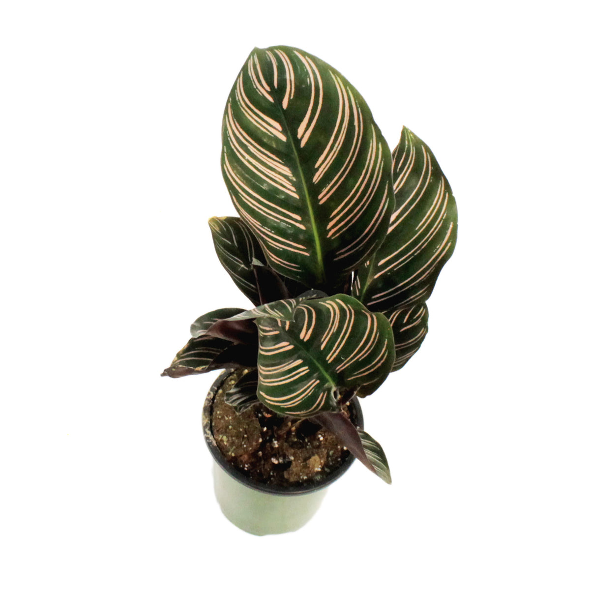Calathea, 3.5in, Ornata