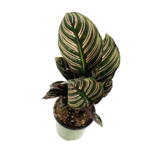 Load image into Gallery viewer, Calathea, 3.5in, Ornata
