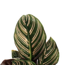 Load image into Gallery viewer, Calathea, 3.5in, Ornata
