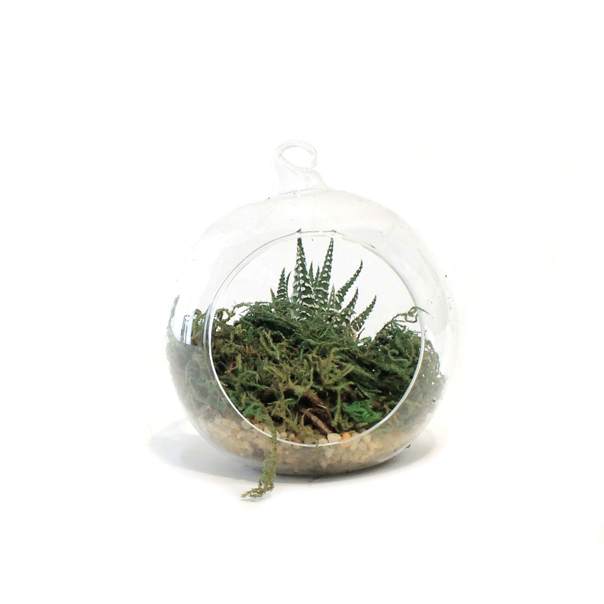 Succulent, 2.5in, Haworthia In Glass Orb