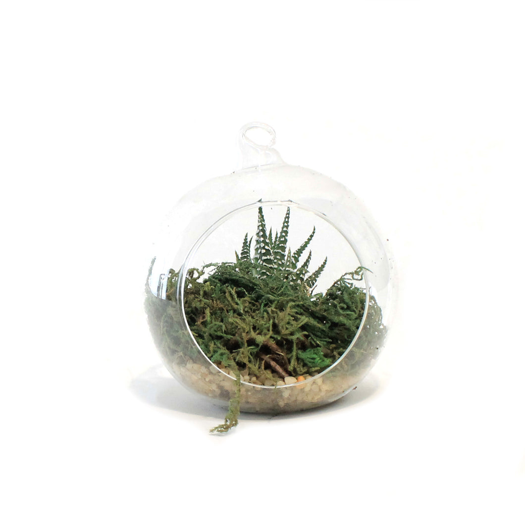 Succulent, 2.5in, Haworthia In Glass Orb