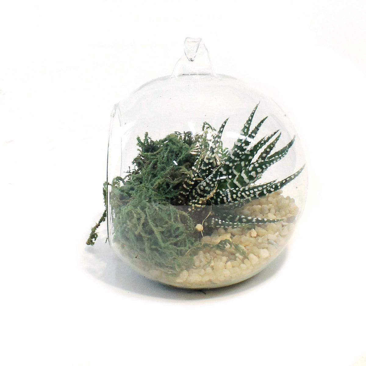 Succulent, 2.5in, Haworthia In Glass Orb