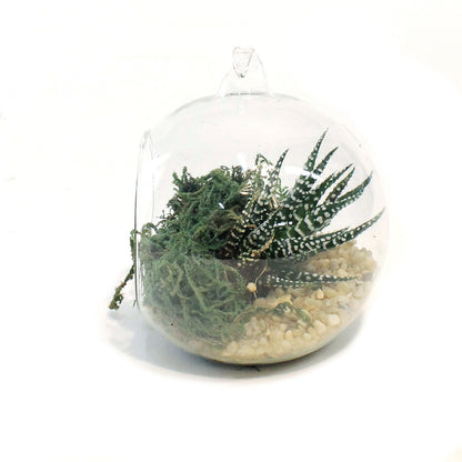 Succulent, 2.5in, Haworthia In Glass Orb