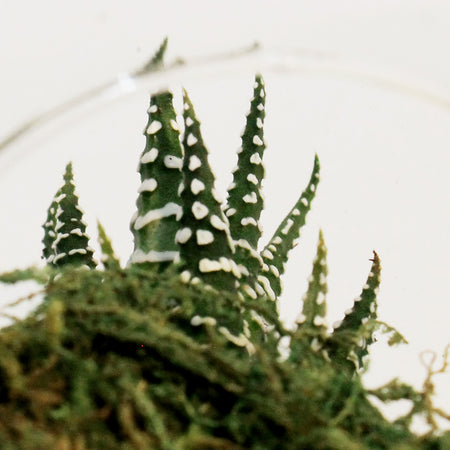Succulent, 2.5in, Haworthia In Glass Orb