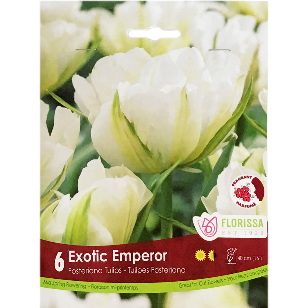 Tulip, Fosteriana - Exotic Emperor, 6 Pack