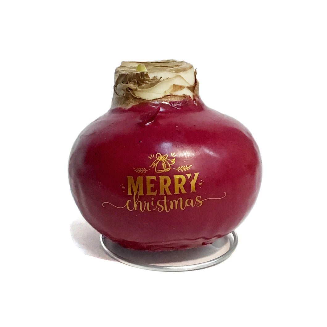 Amaryllis Holiday Wishes, Waxed, Red