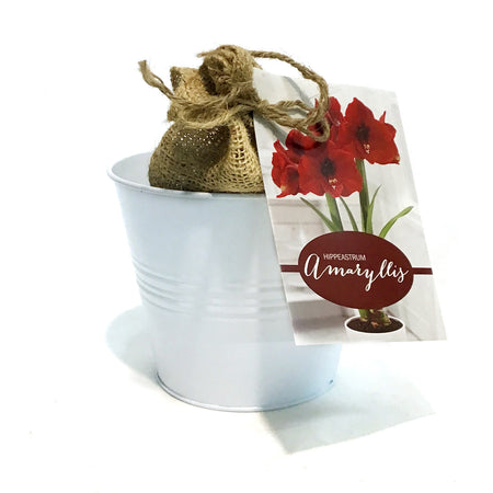 Amaryllis Natures Bloom Kit