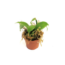 Load image into Gallery viewer, Vanilla Orchid, 2in
