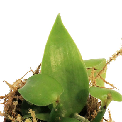 Vanilla Orchid, 2in